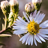 SmugMug > all-time keyword > flower > this flower is just under an inch in diameter