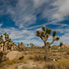 SmugMug > all-time keyword > park > Joshua Tree: November 2009 photo