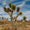 SmugMug > all-time keyword > park > Joshua Tree: November 2009 photo